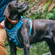 Kurgo’s Journey harness comes in multiple sizes, and has four adjustment points to lock in the perfect fit for any kind of dog. It’s padded for comfort, but still tough enough to survive the trail.